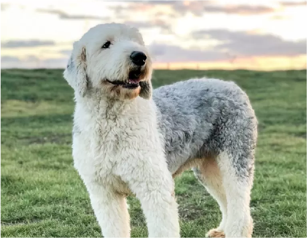 A picture of one of our Old English Sheepdog mother's, Piper.