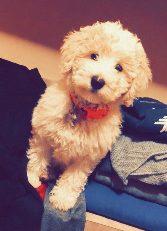 Teddy bear on sale goldendoodle for sale