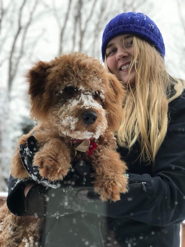 f1b mini teddy bear goldendoodles