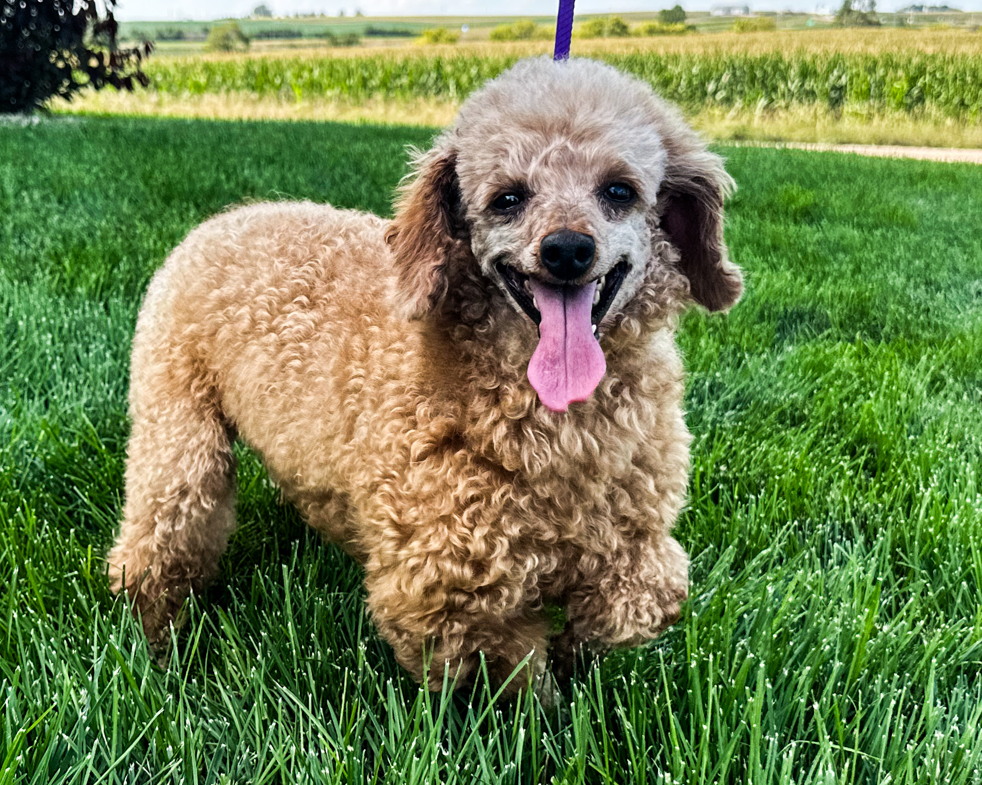 A litter of Standard Goldendoodles raised in United States by Poodles 2 Doodles