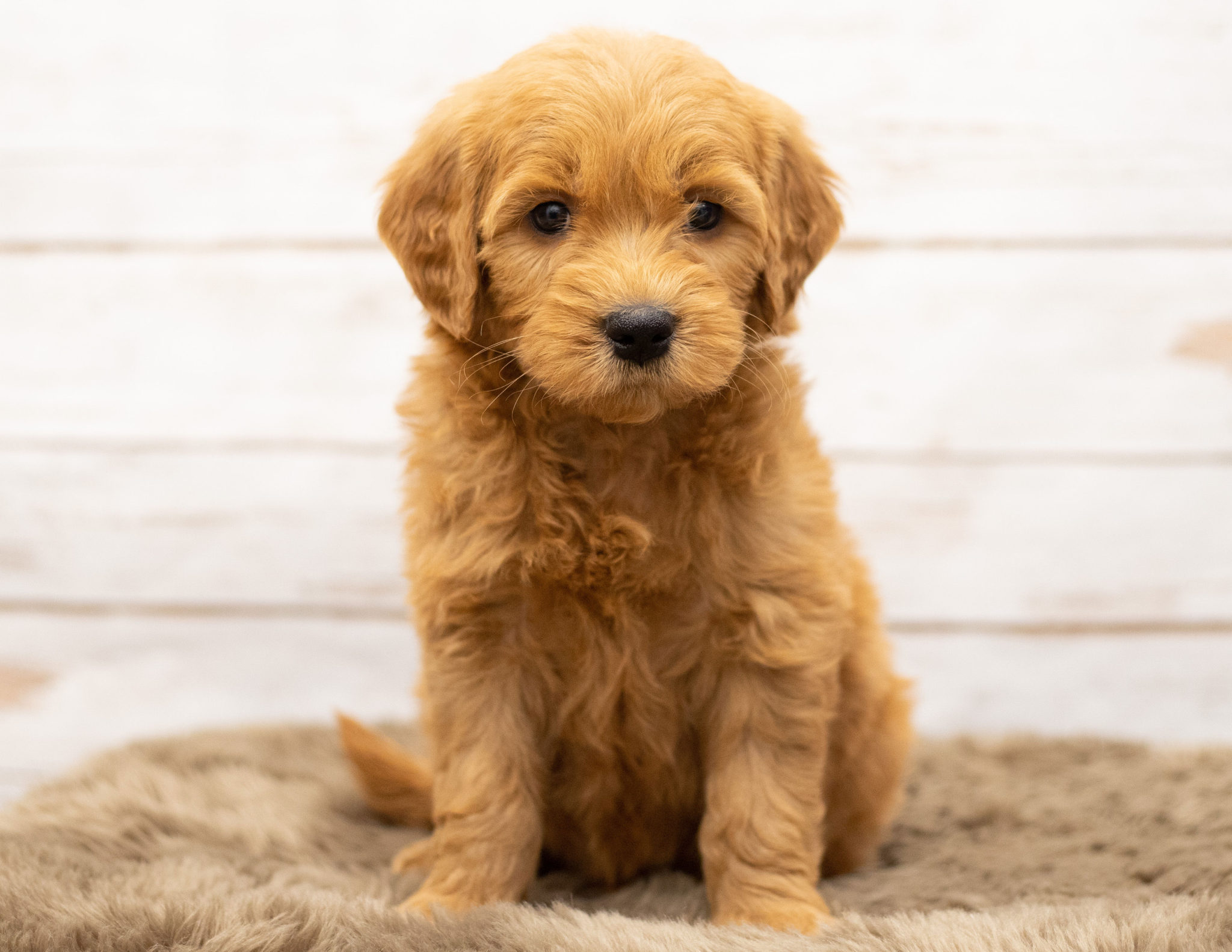 mini goldendoodle puppies