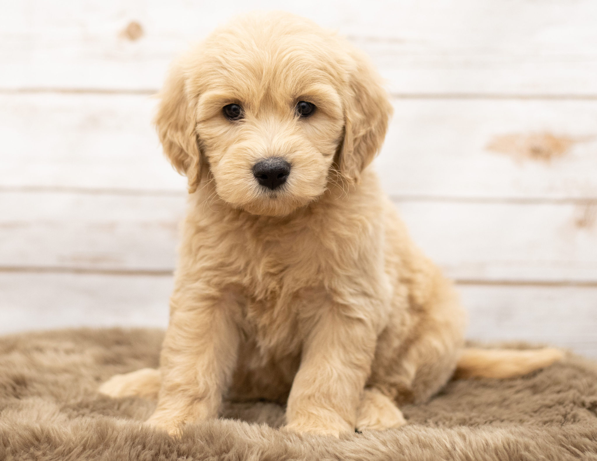 white goldendoodle