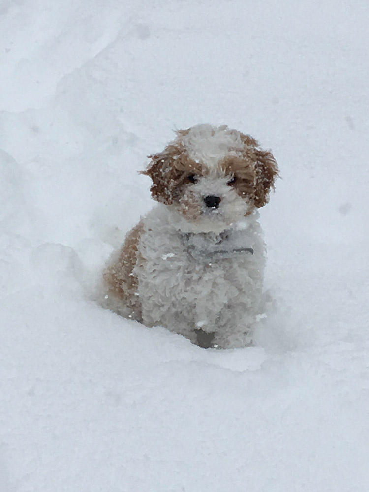 cavapoo dogtime