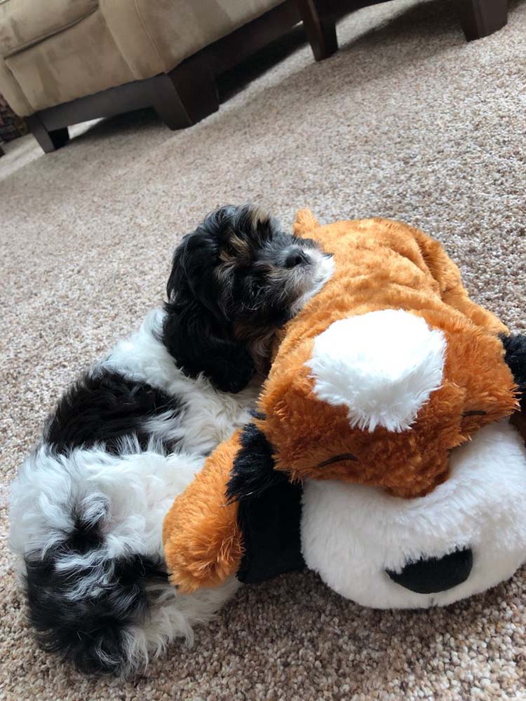 cavapoo soft toy