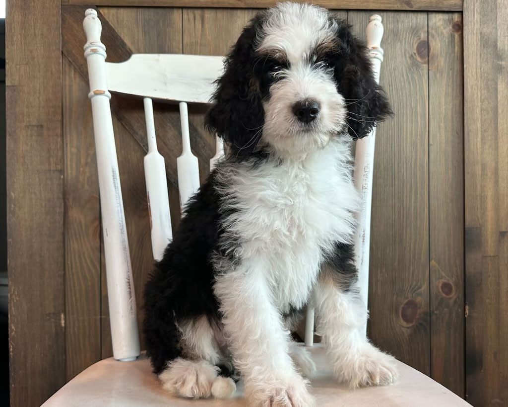Bernedoodle Puppies Chicago IL Are Bernedoodles Easy to Train