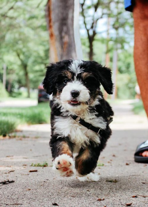 F1 Mini Bernedoodle Puppy for sale in Iowa