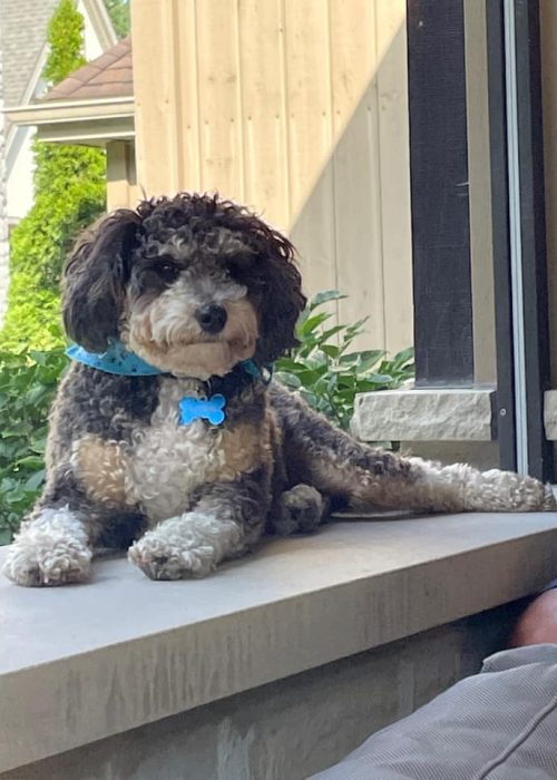 f1b Mini Bernedoodle Dog chilling in the window