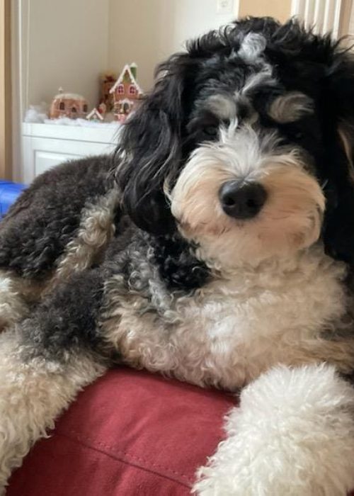 Standard Bernedoodle Puppy living the best life in California