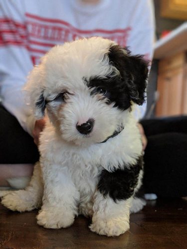 golden sheepadoodle puppies